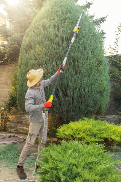 Best Tree Preservation Services  in Sparta, IL